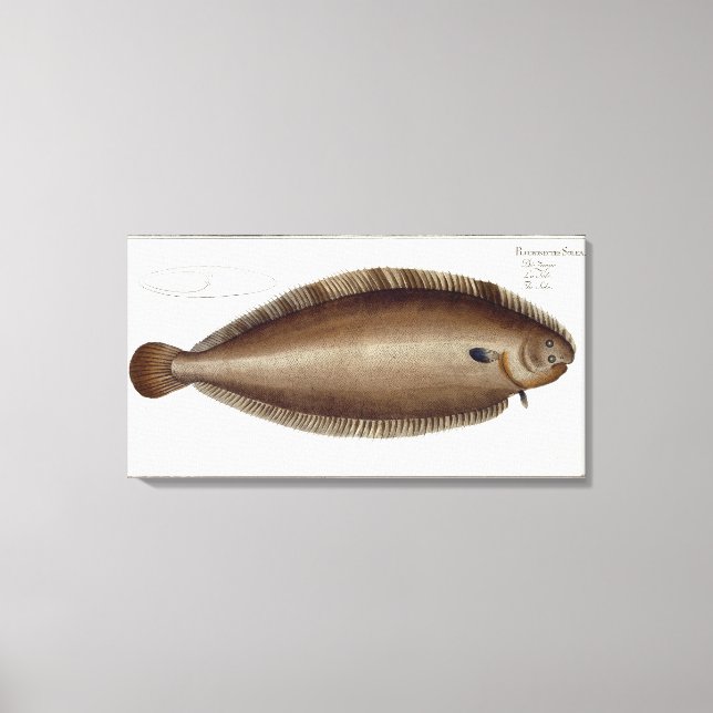 Dover Sole (Solea Solaea) plate XLV from 'Ichthyol Canvas Print (Front)