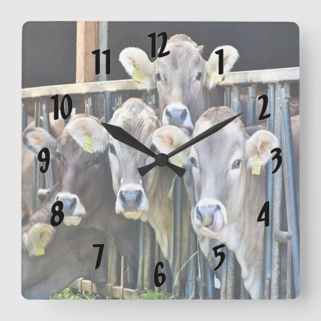 Down On The Farm Cows Square Wall Clock (Front)