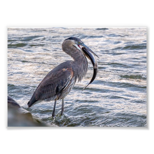 Down The Hatch Great Blue Heron Photo Print (Front)