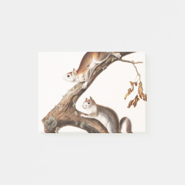Downy Brown Squirrel House Post-it Notes (Front)