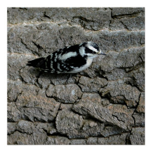 Downy Woodpecker 20" x 20", Poster  (Semi-Gloss)