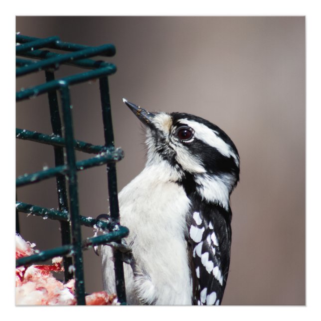 Downy Woodpecker at Feeder Square Photo Print (Front)