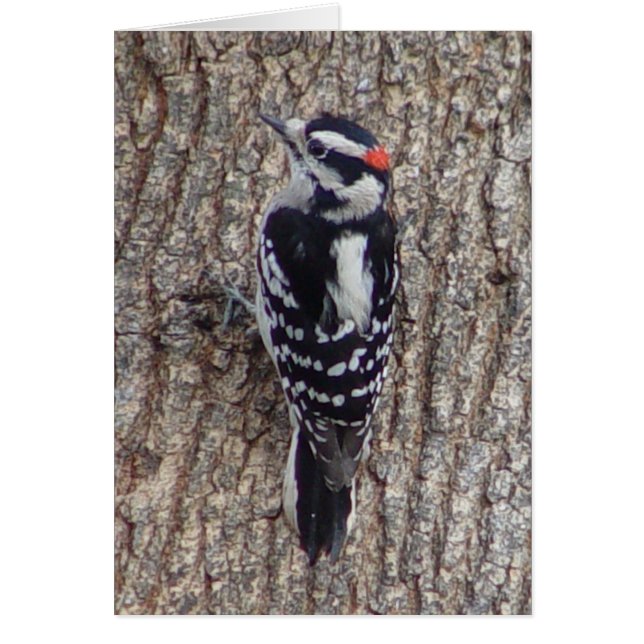 Downy Woodpecker Bird Card (Front)