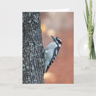 Downy Woodpecker Blank Note Card