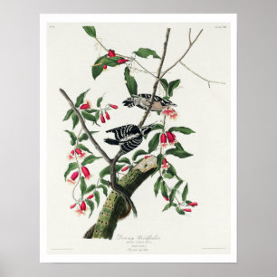 Downy Woodpecker by Audubon Poster
