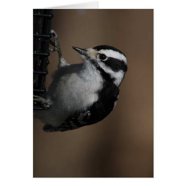 Downy Woodpecker card (Front)