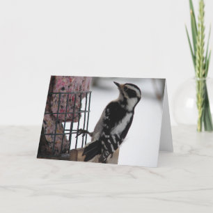 Downy Woodpecker Card