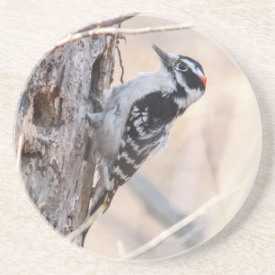 Downy Woodpecker Coaster