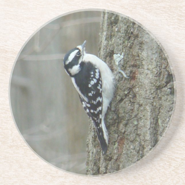 Downy Woodpecker Female Coaster (Front)
