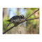 Downy Woodpecker Flat Greeting Card