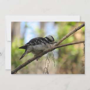 Downy Woodpecker Flat Greeting Card