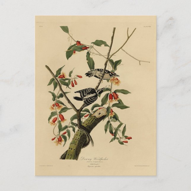 Downy Woodpecker - from Audubon's Birds of America Postcard (Front)