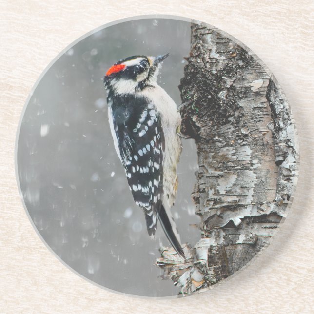 Downy Woodpecker in Snow - Original Photograph Coaster (Front)