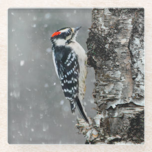 Downy Woodpecker in Snow - Original Photograph Glass Coaster