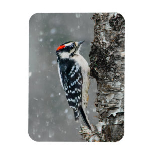 Downy Woodpecker in Snow - Original Photograph Magnet
