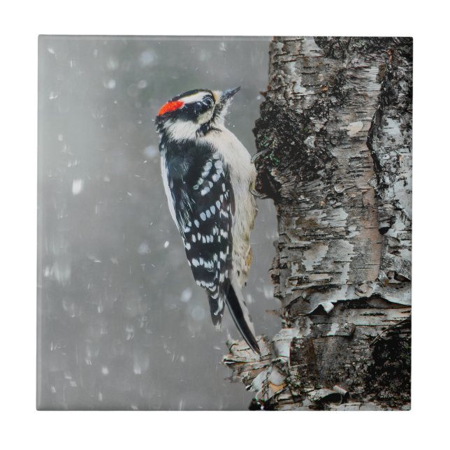 Downy Woodpecker in Snow - Original Photograph Tile (Front)