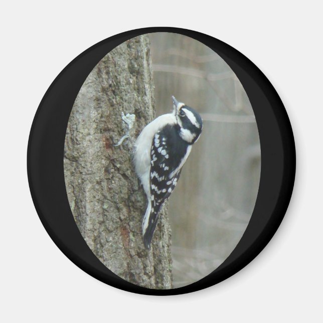 Downy Woodpecker Items Magnet (Front)