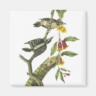 Downy Woodpecker - John Audubon Magnet