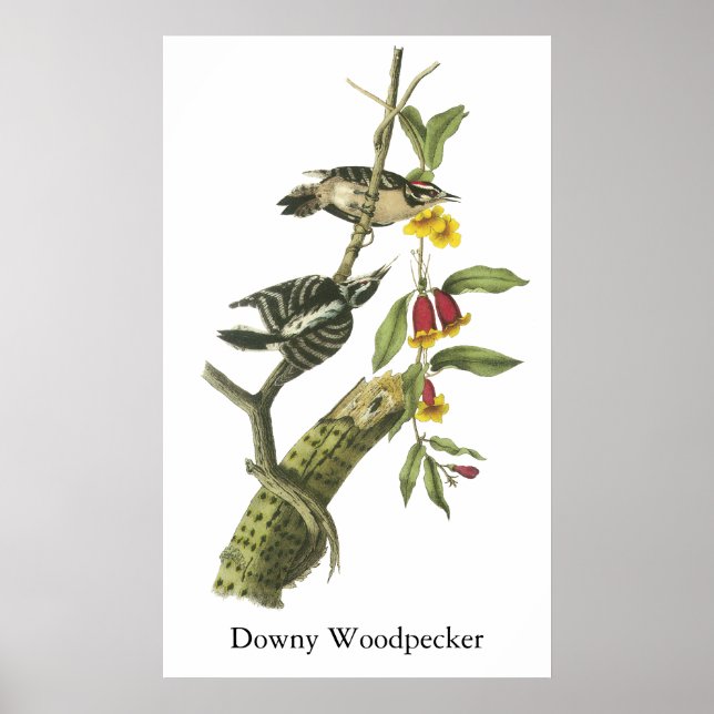 Downy Woodpecker - John Audubon Poster (Front)