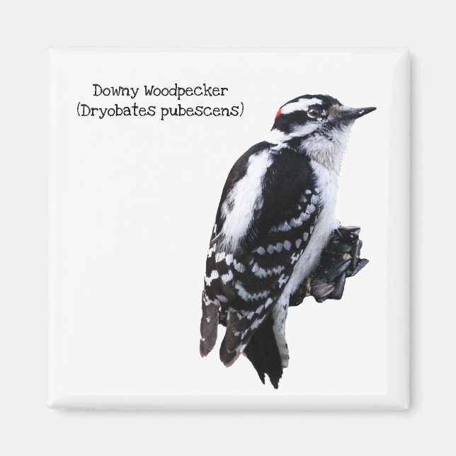 Downy Woodpecker Magnet (Front)