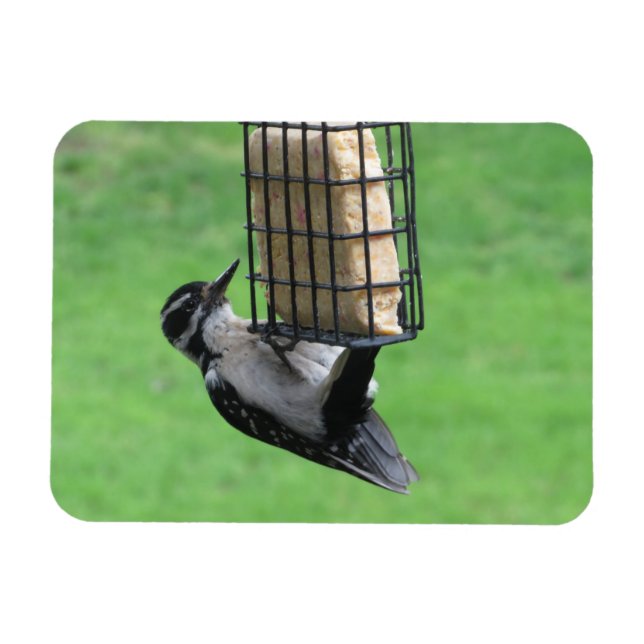 Downy Woodpecker on Feeder Magnet (Horizontal)
