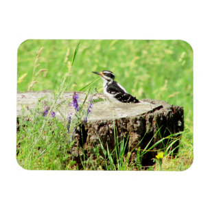 Downy Woodpecker on Tree Stump Magnet