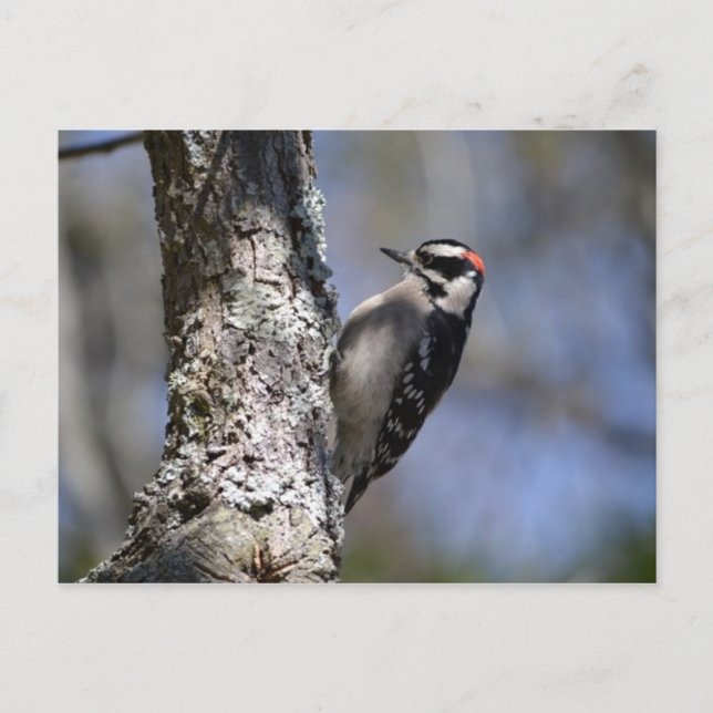 Downy Woodpecker Postcard (Front)