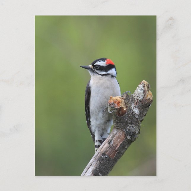 Downy Woodpecker Postcard (Front)