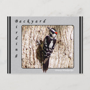 Downy Woodpecker Postcard