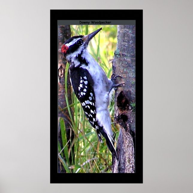 Downy Woodpecker Print (Front)