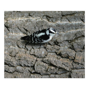 Downy Woodpecker Print
