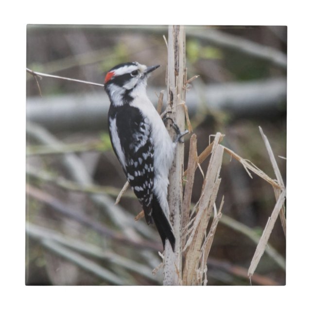 Downy Woodpecker Tile (Front)