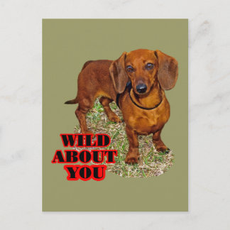 Doxi Lover Postcard