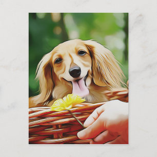Doxie Person Hand Showing A Flower To A Dachshund  Postcard
