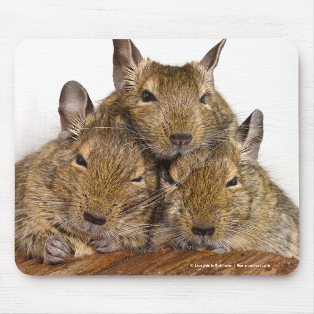 Dozing Degu Trio Mouse Pad (Front)