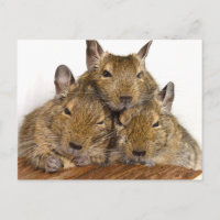 Dozing Degu Trio Postcards