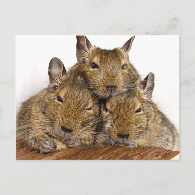 Dozing Degu Trio Postcards (Front)