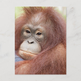 Dr. Ann the Orangutan Postcard