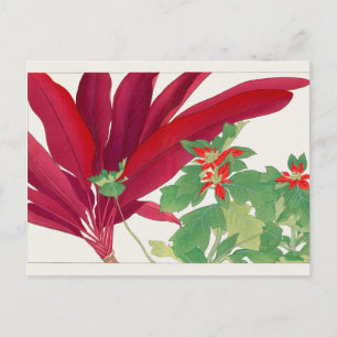 Dracaena, Poinsettia by Tanigami Konan Postcard
