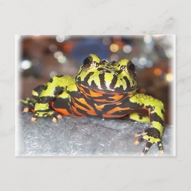Drago Oriental Fire Belly Toad Postcards (Front)
