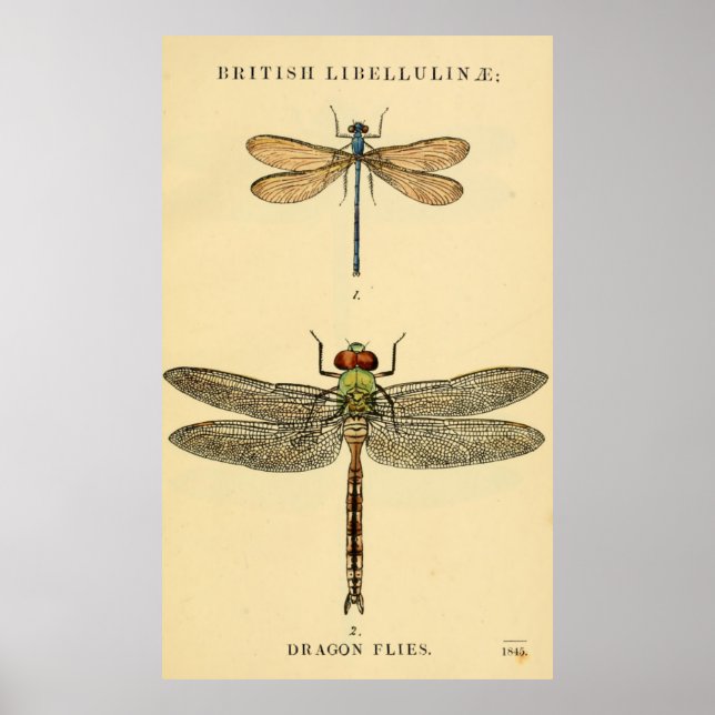 Dragon Flies Litho Poster (Front)