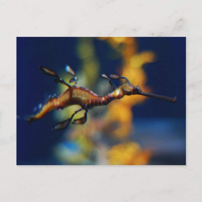 dragon flight postcard (Front)