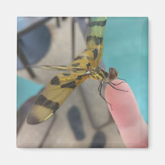 Dragon Fly Magnet