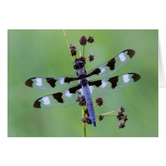 Dragon fly perched on grass, Canada (Front Horizontal)