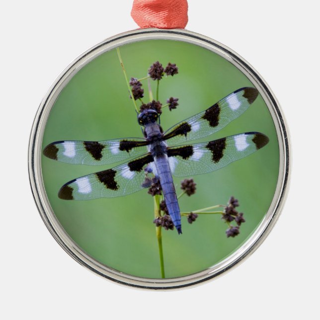 Dragon fly perched on grass, Canada Metal Tree Decoration (Front)