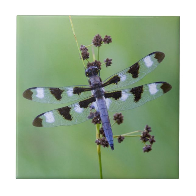 Dragon fly perched on grass, Canada Tile (Front)
