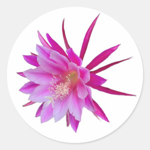 Dragon Fruit Flower Sticker