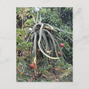 Dragon Fruit Plant Postcard