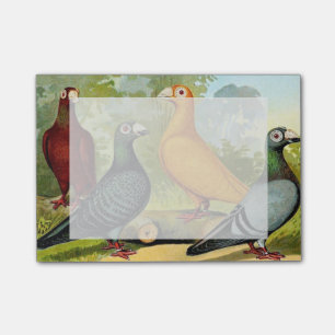 Dragon Pigeon Birds Post-it Notes
