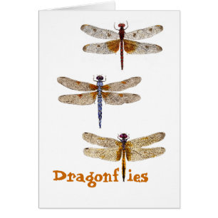 Dragonflies